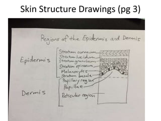 Skin Structure Drawings (pg 3) 
 