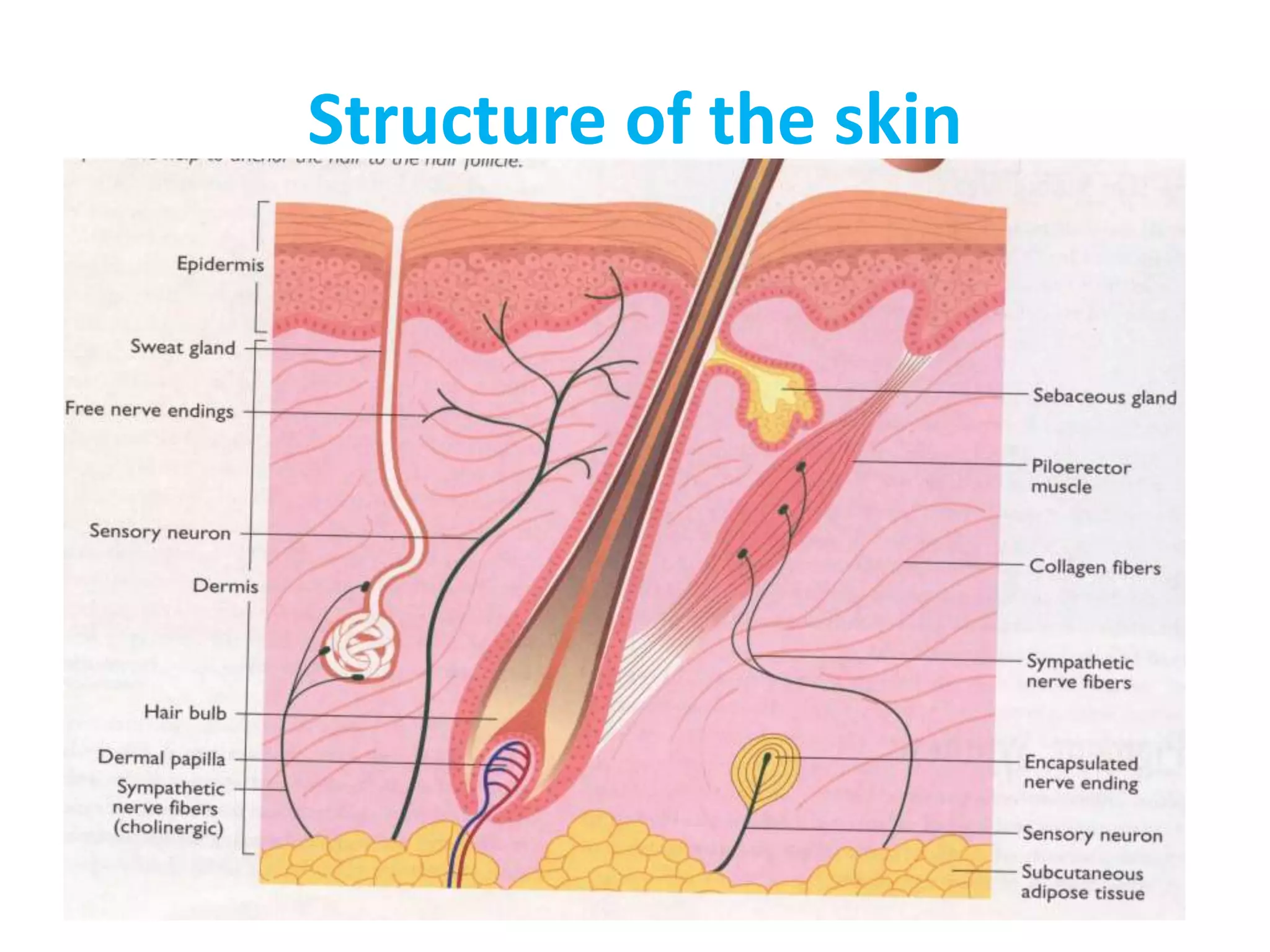 Skin structure & hide defects | PPTX