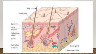 Skin & subcutaneous tissue .pptx
