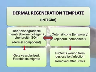 (INTEGRA)
inner biodegradable
memb. [bovine collagen+
chondroitin SO4]
(dermal component)
Gets vascularised,
Fibroblasts migrate
Outer silicone [temporary]
(epiderm. component)
Protects wound from
desiccation/infection
Removed after 3 wks
 