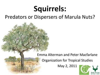 Squirrels:
Predators or Dispersers of Marula Nuts?




             Emma Alterman and Peter Macfarlane
               Organization for Tropical Studies
                         May 2, 2011
 