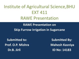 Institute of Agricultural Science,BHU
EXT 411
RAWE Presentation
RAWE Presentation on
Skip Furrow Irrigation in Sugarcane
Submitted to: Submitted By:
Prof. O.P. Mishra Mahesh Kasniya
Dr.B. Jirli ID No: 14183
 