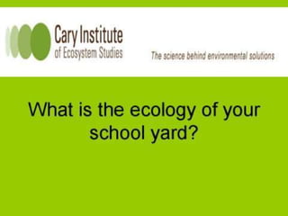 What is the ecology of your schoolyard?