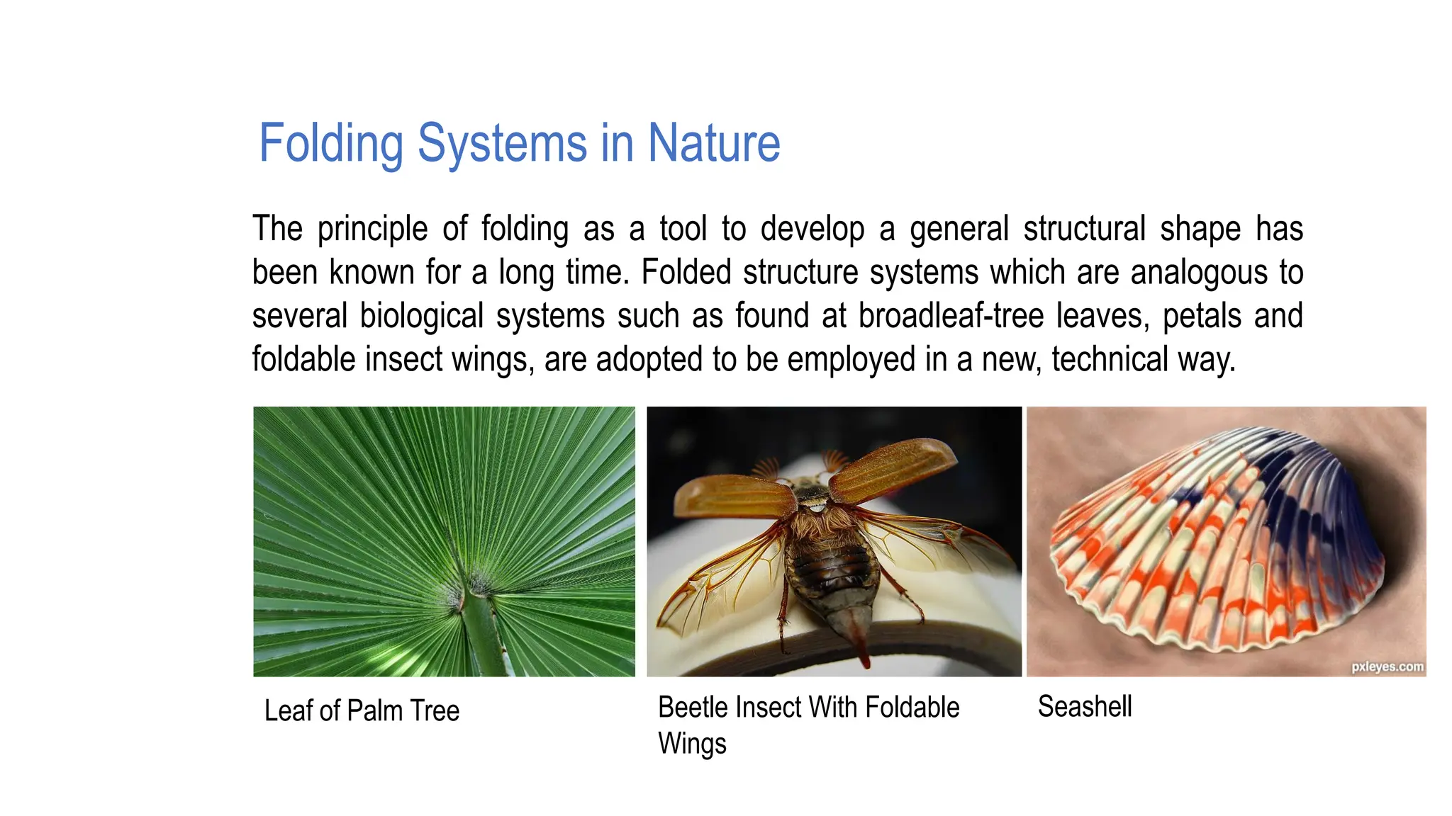 Folding Systems in Nature
The principle of folding as a tool to develop a general structural shape has
been known for a long time. Folded structure systems which are analogous to
several biological systems such as found at broadleaf-tree leaves, petals and
foldable insect wings, are adopted to be employed in a new, technical way.
Leaf of Palm Tree Beetle Insect With Foldable
Wings
Seashell
 