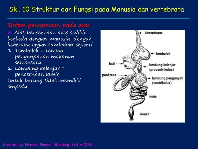 Skl 10 struktur dan fungsi  manusia dan hewan  vertebrata 