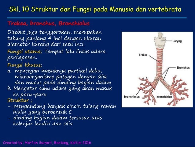 Skl 10 struktur dan fungsi manusia dan hewan vertebrata
