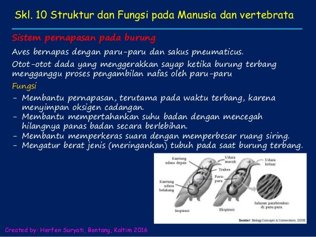 Skl 10 struktur dan fungsi manusia dan hewan vertebrata