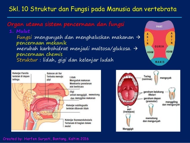 9800 Koleksi Gambar Struktur Hewan Vertebrata Gratis Terbaru