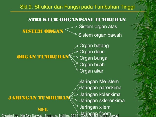 Skl9 Struktur Tumbuhan