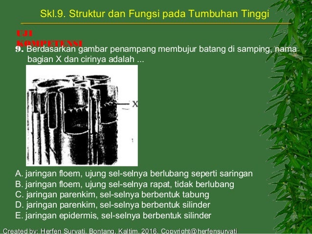 Skl9 Struktur Tumbuhan