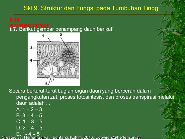 Skl 9 struktur tumbuhan