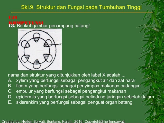 Skl9 Struktur Tumbuhan