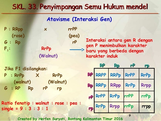 Skl 33 Penyimpangan Semu Hukum Mendel