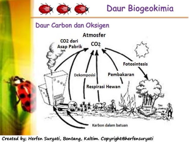 Karbon dioksida dalam respirasi aerob dihasilkan dalam prosesa