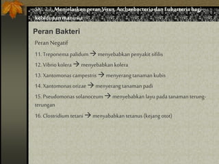 SKL 2.1.Menjelaskan peranVirus,Archaebacteria dan Eubacteria bagi
kehidupan manusia
Peran Bakteri
PeranNegatif
11. Treponema palidum  menyebabkanpenyakit sifilis
12. Vibrio kolera  menyebabkan kolera
13.Xantomonas campestris  menyerang tanaman kubis
14. Xantomonas orizae  menyerang tanaman padi
15. Pseudomonas solanoceum  menyebabkan layu pada tanaman terung-
terungan
16. Clostridium tetani  menyababkan tetanus (kejang otot)
 