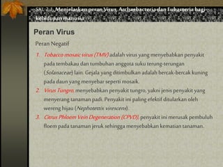 SKL 2.1.Menjelaskan peranVirus,Archaebacteria dan Eubacteria bagi
kehidupan manusia
Peran Virus
PeranNegatif
1. Tobaccomosaicvirus(TMV)adalah virus yang menyebabkan penyakit
pada tembakau dan tumbuhan anggota suku terung-terungan
(Solanaceae) lain. Gejala yang ditimbulkan adalahbercak-bercakkuning
pada daun yang menyebar seperti mosaik.
2. VirusTungro, menyebabkan penyakit tungro, yakni jenis penyakit yang
menyerang tanaman padi. Penyakit ini paling efektif ditularkan oleh
wereng hijau (Nephotettix virescens).
3. Citrus PhloemVeinDegeneration(CPVD), penyakit ini merusak pembuluh
floem pada tanaman jeruk sehingga menyebabkan kematian tanaman.
 