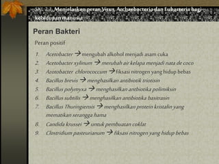 SKL 2.1.Menjelaskan peranVirus,Archaebacteria dan Eubacteria bagi
kehidupan manusia
Peran Bakteri
Peranpositif
1. Acetobactermengubah alkohol menjadi asam cuka
2. Acetobacterxylinum merubahairkelapa menjadinatadecoco
3. Azotobacter chlorococcumfiksasi nitrogen yang hidup bebas
4. Bacillus brevismenghasilkan antibiotik triotisin
5. Bacillus polymyxa menghasilkanantbiotika polimiksin
6. Bacillus subtilis menghasilkan antibiotika basitrasin
7. Bacillus Thuringiensis menghasilkanprotein kristalin yang
mematikanseranggahama
8. Candida krusseiuntuk pembuatan coklat
9. Clostridium pasteurianum fiksasi nitrogenyanghidup bebas
 