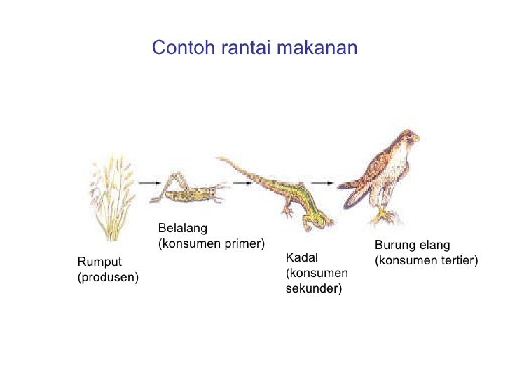 Skl 4 Ekologi Lingkungan Hidup