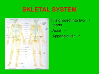 SKLETAL SYSTEM
•It is divided into two
parts:
•Axial.
•Appendicular.
 