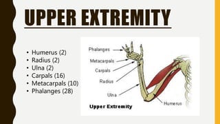 UPPER EXTREMITY
• Humerus (2)
• Radius (2)
• Ulna (2)
• Carpals (16)
• Metacarpals (10)
• Phalanges (28)
 