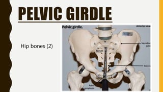 PELVIC GIRDLE
Hip bones (2)
 