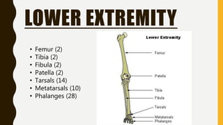 LOWER EXTREMITY
• Femur (2)
• Tibia (2)
• Fibula (2)
• Patella (2)
• Tarsals (14)
• Metatarsals (10)
• Phalanges (28)
 
