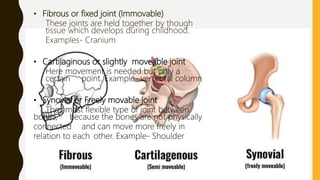• Fibrous or fixed joint (Immovable)
These joints are held together by though
tissue which develops during childhood.
Examples- Cranium
• Cartilaginous or slightly moveable joint
Here movement is needed but only a
certain point. Example- vertebral column
• Synovial or Freely movable joint
They most flexible type of joint between
bones, because the bones are not physically
connected and can move more freely in
relation to each other. Example- Shoulder
 