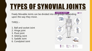 TYPES OF SYNOVIAL JOINTS
Freely Movable Joints can be divided into six groups depending
upon the way they move .
TYPES :-
1. Ball and socket Joint
2. Hinge joint
3. Pivot joint
4. Gliding Joint
5. Saddle Joint
6. Condyloid Joint
 