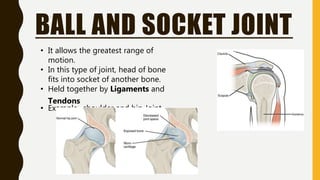 BALL AND SOCKET JOINT
• It allows the greatest range of
motion.
• In this type of joint, head of bone
fits into socket of another bone.
• Held together by Ligaments and
Tendons
• Example- shoulder and hip Joint
 