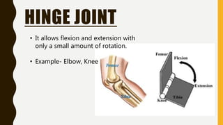 HINGE JOINT
• It allows flexion and extension with
only a small amount of rotation.
• Example- Elbow, Knee
 