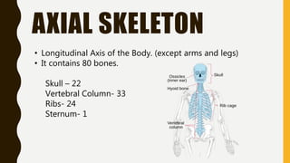 AXIAL SKELETON
• Longitudinal Axis of the Body. (except arms and legs)
• It contains 80 bones.
Skull – 22
Vertebral Column- 33
Ribs- 24
Sternum- 1
 