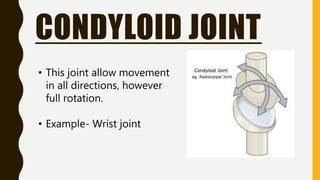 CONDYLOID JOINT
• This joint allow movement
in all directions, however
full rotation.
• Example- Wrist joint
 