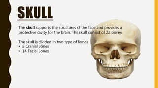 SKULL
The skull supports the structures of the face and provides a
protective cavity for the brain. The skull consist of 22 bones.
The skull is divided in two type of Bones
• 8 Cranial Bones
• 14 Facial Bones
 