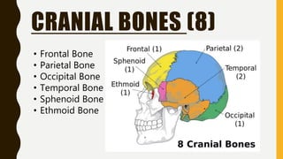 CRANIAL BONES (8)
• Frontal Bone
• Parietal Bone
• Occipital Bone
• Temporal Bone
• Sphenoid Bone
• Ethmoid Bone
 