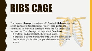RIBS CAGE
The human rib cage is made up of 12 paired rib bone. the first
seven pairs are often labeled as 'true.' These bones are
connected to the costal cartilage, while the five other 'false'
sets are not. The rib cage has important functions:
• It encloses and protects the heart and lungs.
• It provides a strong framework onto which the muscles of
the shoulder girdle, chest, upper abdomen and back can
attach.
 