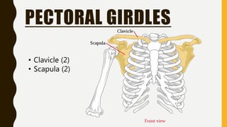 PECTORAL GIRDLES
• Clavicle (2)
• Scapula (2)
 