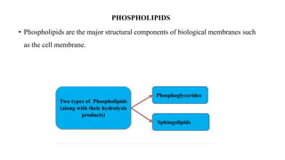 PHOSPHOLIPIDS
• Phospholipids are the major structural components of biological membranes such
as the cell membrane.
 