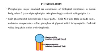 PHOSPHOLIPIDS
• Phospholipids major structural are components of biological membranes in human
body, where 2 types of phospholipids exist phosphoglycerides & sphingolipids. i.e.
• Each phospholipid molecule has 3 major parts, 1 head & 2 tails. Head is made from 3
molecular components: choline, phosphate & glycerol which is hydrophilic. Each tail
with a long chain which are hydrophobic.
 