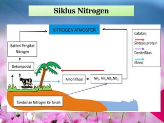 Siklus Nitrogen
 