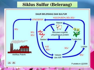 Siklus Sulfur (Belerang)
 