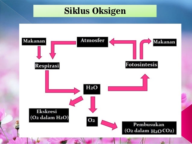 Daur Biogeokimia