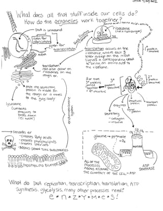 Cell Function Concept Map