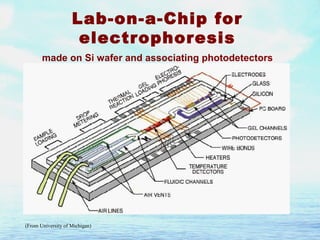 Labchip Electropherogram Sk microfluidics and lab on-a-chip-ch5 | PPT