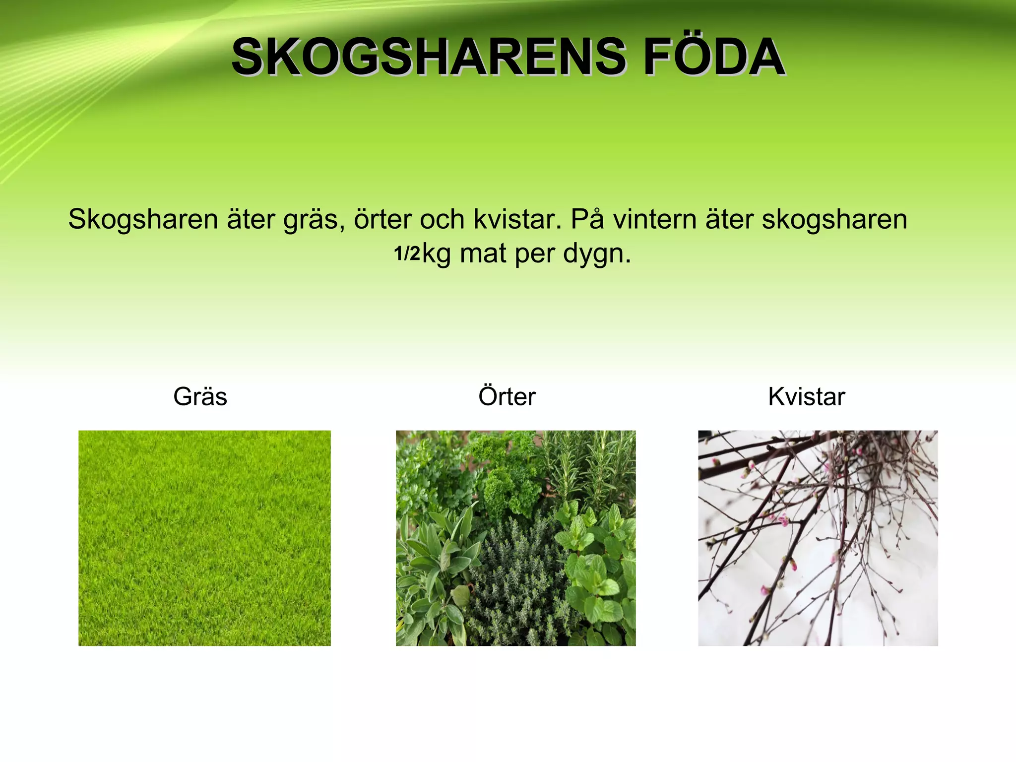 SKOGSHARENS FÖDASKOGSHARENS FÖDA
Skogsharen äter gräs, örter och kvistar. På vintern äter skogsharen
kg mat per dygn.1/2
Gräs Örter Kvistar
 