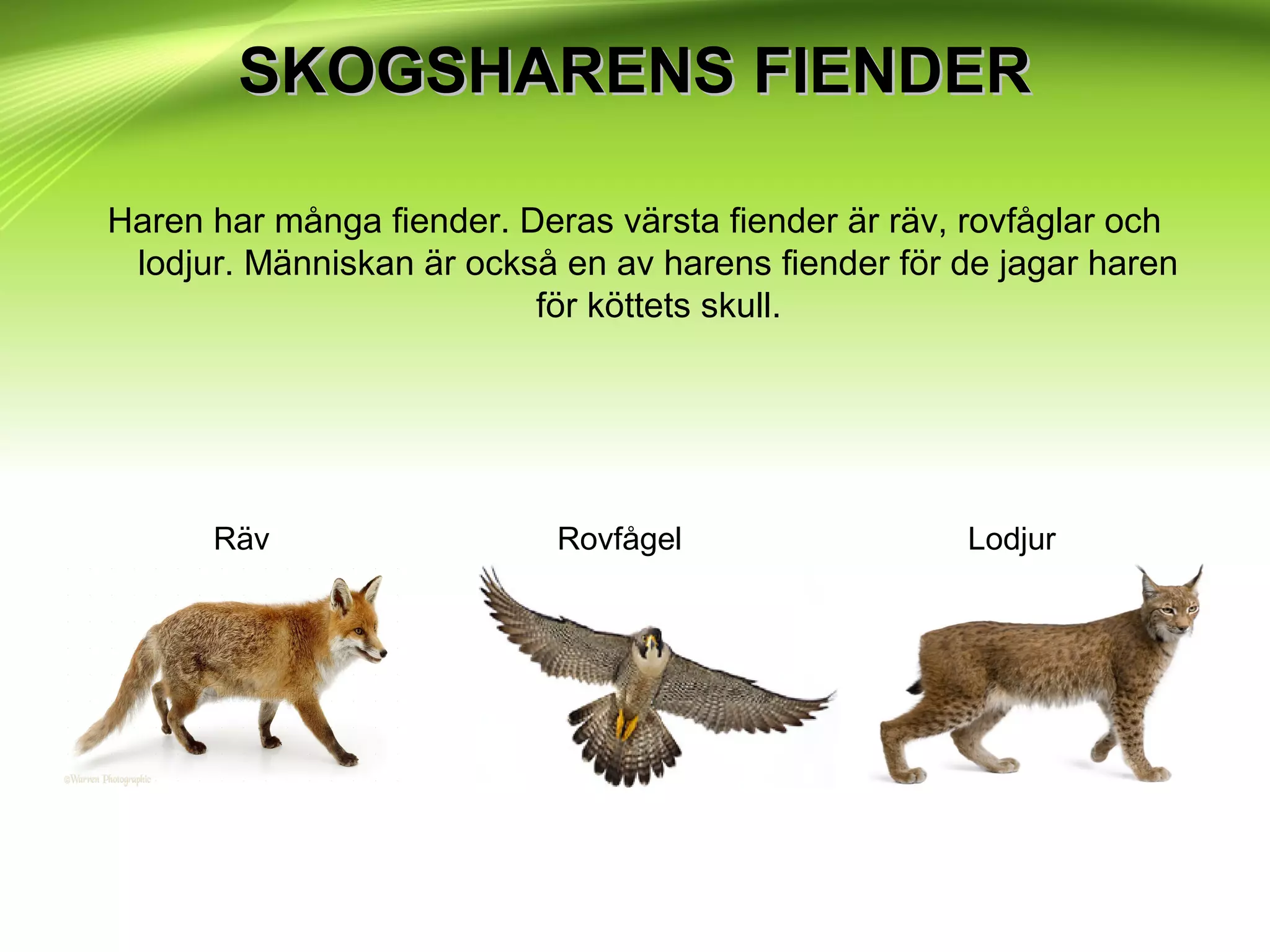 SKOGSHARENS FIENDERSKOGSHARENS FIENDER
Haren har många fiender. Deras värsta fiender är räv, rovfåglar och
lodjur. Människan är också en av harens fiender för de jagar haren
för köttets skull.
Räv Rovfågel Lodjur
 