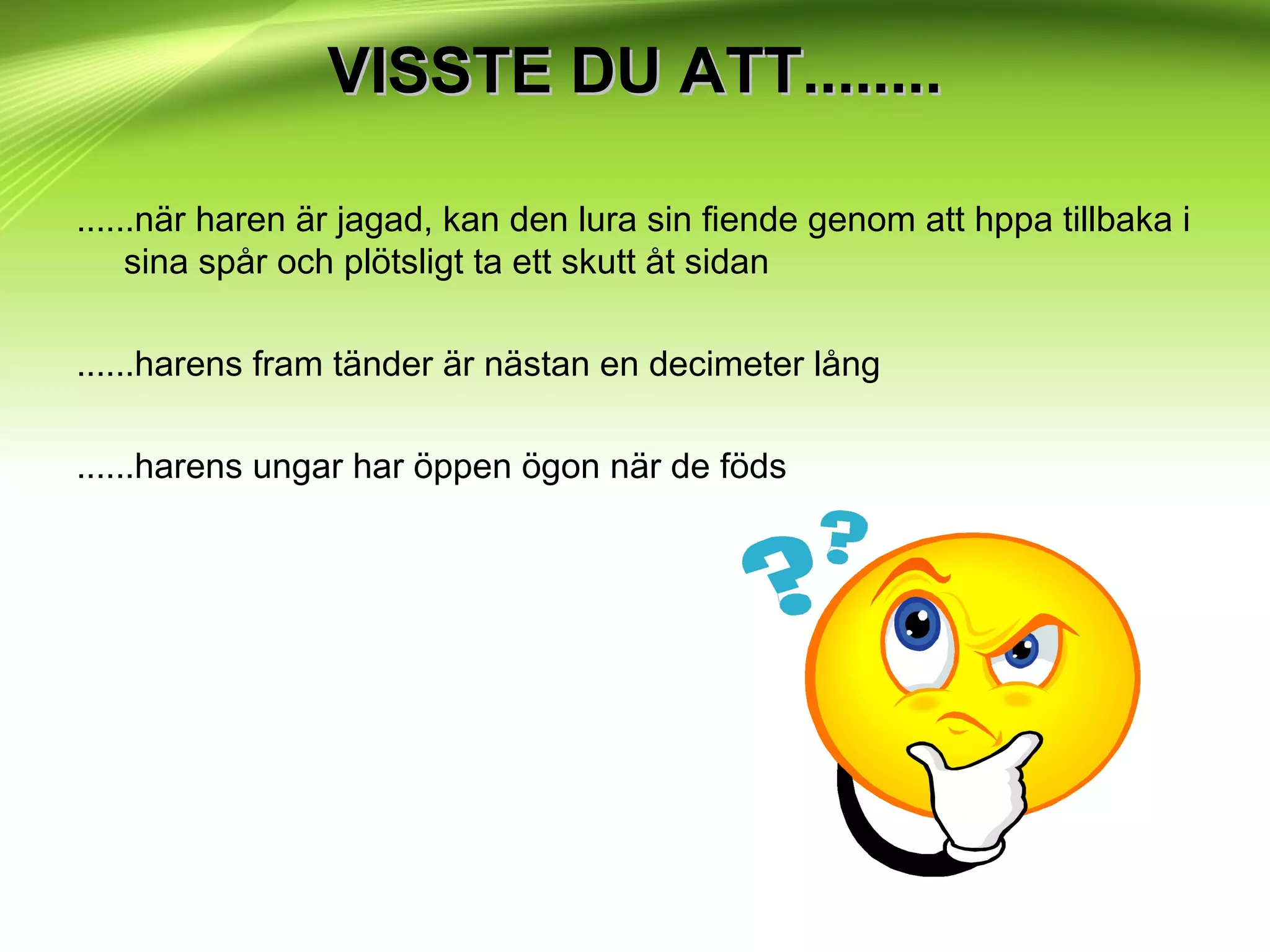 VISSTE DU ATT........VISSTE DU ATT........
......när haren är jagad, kan den lura sin fiende genom att hppa tillbaka i
sina spår och plötsligt ta ett skutt åt sidan
......harens fram tänder är nästan en decimeter lång
......harens ungar har öppen ögon när de föds
 