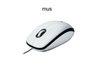 mus
 