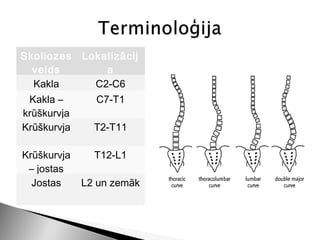 Skoliozes    Lokalizācij
  veids          a
  Kakla        C2-C6
 Kakla –       C7-T1
krūškurvja
Krūškurvja     T2-T11

Krūškurvja     T12-L1
 – jostas
  Jostas     L2 un zemāk
 