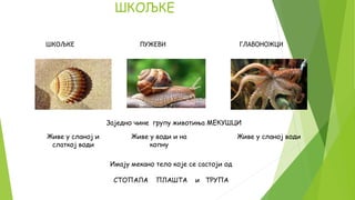 ШКОЉКЕ ПУЖЕВИ ГЛАВОНОЖЦИ
Заједно чине групу животиња МЕКУШЦИ
Живе у сланој и
слаткој води
Живе у води и на
копну
Живе у сланој води
Имају мекано тело које се састоји од
СТОПАЛА ПЛАШТА и ТРУПА
ШКОЉКЕ
 