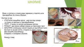 Шкољке - Skoljke | PPT